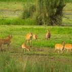Barasingha in India