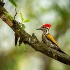 Himalayan flameback in India