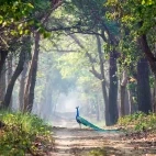 Peafowl in India