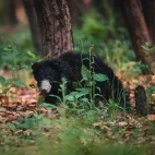 Sloth bear in India