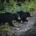 Sloth bears in India