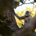Terai langur in India.