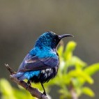 Purple sunbird in India