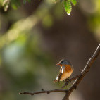 Red-breasted flycatcher in Panna National Park, India