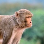 Rhesus macaque in India