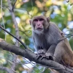 Rhesus macaque in India