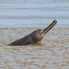 River dolphin in Chambal, India