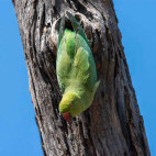 Rose-ringed parakeet in India.
