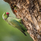 Rose-ringed parakeet in India.