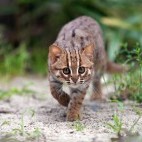 Rusty-spotted cat