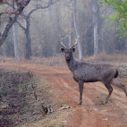 Sambar deer in India.