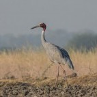 Sarus crane in India