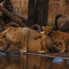 Asiatic lion in Sasan Gir National Park, India.