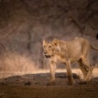 Asiatic lion in India