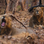 Asiatic lion in Sasan Gir National Park, India.