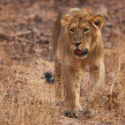 Asiatic lion in Sasan Gir National Park, India.