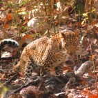 Leopard in Satpura National Park, India