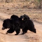 Sloth bear in Satpura National Park, India