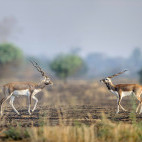 Blackbuck in Madhya Pradesh, India.