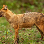 Dhole in Madhya Pradesh, India