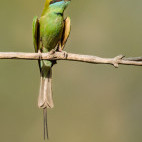 Green bee-eater in Madhya Pradesh, India.