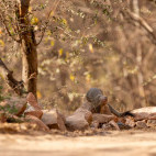 Indian grey mongoose in Madhya Pradesh, India