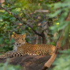 Leopard in Madhya Pradesh, India.