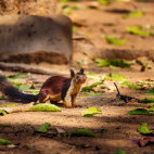 Malabar giant squirrel in Madhya Pradesh, India