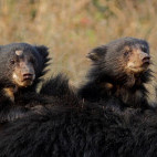Sloth bear in Madhya Pradesh, India.