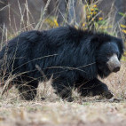 Sloth bear in Madhya Pradesh, India.