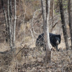 Sloth bear in Madhya Pradesh, India.