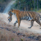 Tiger and cub in Madhya Pradesh, India.