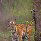 Tiger in Madhya Pradesh, India.