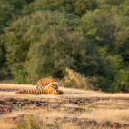 Tiger in Madhya Pradesh, India