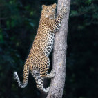 Leopard in Madhya Pradesh, India.