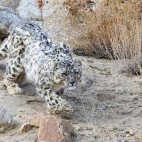 Snow leopard in Ulley Valley, India.