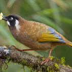 Black-faced laughing thrush in Singalila National Park, India