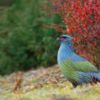 Blood pheasant in Singalila National Park, India