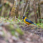 Collared grosbeak in Singalila National Park, India