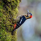 Darjeeling woodpecker in Singalila National Park, India