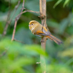 Fulvous parrotbill in Singalila National Park, India