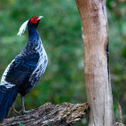 Kalij pheasant in Singalila National Park, India