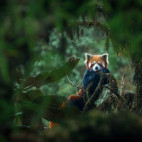 Red panda in Singalila National Park, India