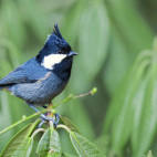 Rufous-vented tit in Singalila National Park, India