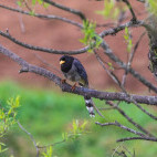 Yellow-billed magpie in Singalila National Park, India