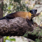 Yellow-throated marten in Singalila National Park, India