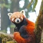 Red panda in Singalila National Park, India