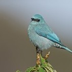 Verditer flycatcher in Singalila National Park, India