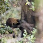 Yellow-throated marten in Singalila National Park, India