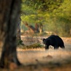 Sloth bear